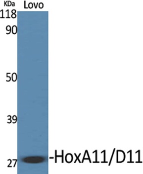 HoxA11/D11 antibody