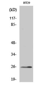 HoxA6 antibody