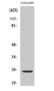Hox-A7 antibody