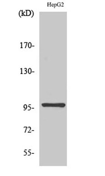 HPK1 antibody