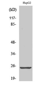 HRF antibody