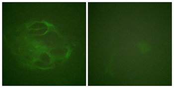 Hrs rabbit pAb Antibody