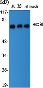 HSC 70 antibody