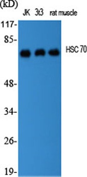 HSC 70 rabbit pAb Antibody