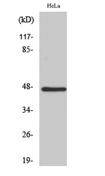 HSFX1 antibody
