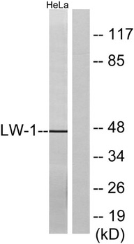 HSFX1 rabbit pAb Antibody