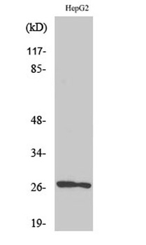 HSP β2 rabbit pAb