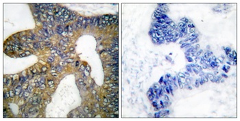 HSP105 rabbit pAb Antibody