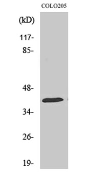 HSP40 rabbit pAb Antibody