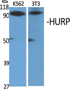 HURP rabbit pAb