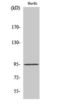 HURP rabbit pAb Antibody