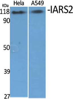 IARS2 antibody