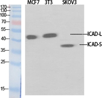 ICAD antibody