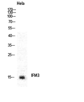 IFITM3 antibody