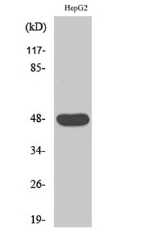 IGSF4D antibody
