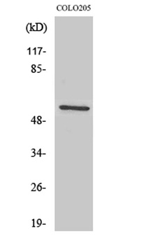 Ikaros 3 antibody