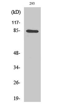 IKK alpha antibody