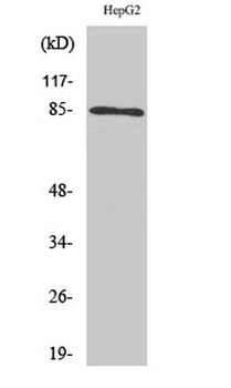 IKKα/β rabbit pAb
