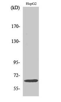 IL10R alpha antibody