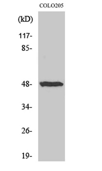 IL-13Rα1 rabbit pAb