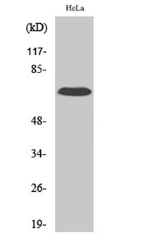 IL17RC antibody