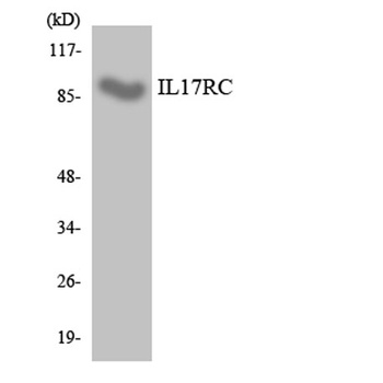 IL-17RC rabbit pAb Antibody