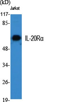 IL-20Rα rabbit pAb