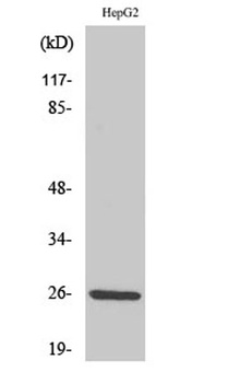 IL32 antibody