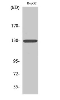IL3R beta antibody