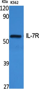 IL7R antibody