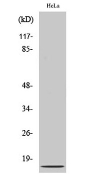 IL8 antibody