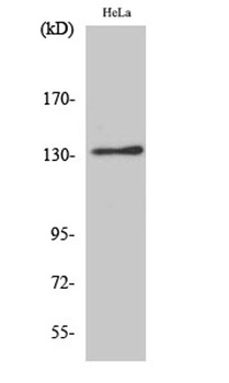 Integrin alphaV antibody