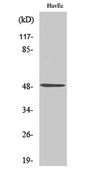 IP6K2 antibody