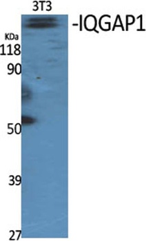 IQGAP1 antibody