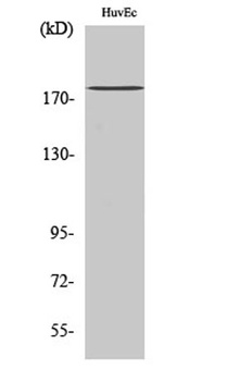 IQGAP3 rabbit pAb Antibody