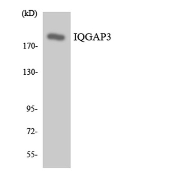 IQGAP3 rabbit pAb Antibody