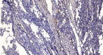 IQGAP3 rabbit pAb Antibody