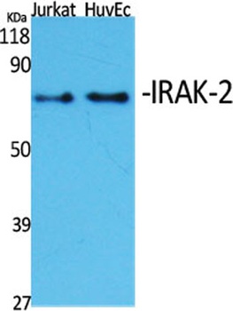 IRAK-2 rabbit pAb