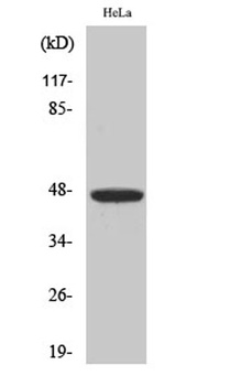 IRF-4 antibody