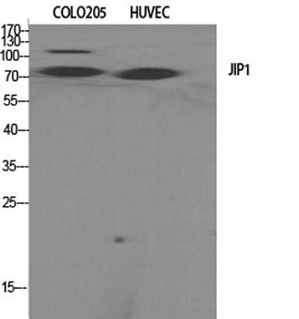 JIP-1 antibody