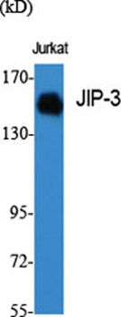 JIP-3 antibody