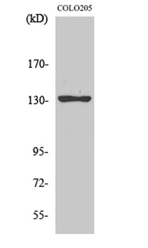 JMY antibody