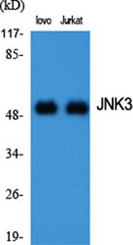 JNK3 antibody