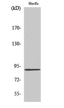 Kanadaptin antibody