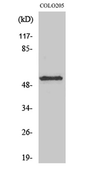 KCNG2 antibody
