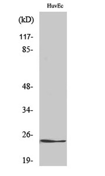 KDEL Receptor 2 rabbit pAb