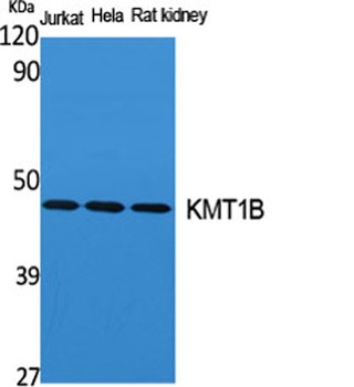 KMT1B rabbit pAb