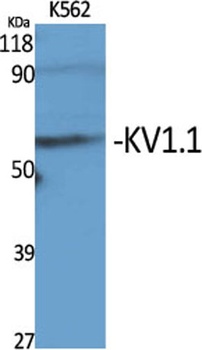 KV1.1 antibody