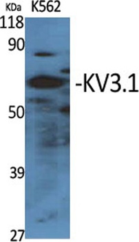 KV3.1 rabbit pAb