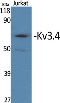 Kv3.4 antibody